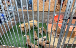 Labrador Retriever dogs for sale: Stunning lab litter  - Image 7