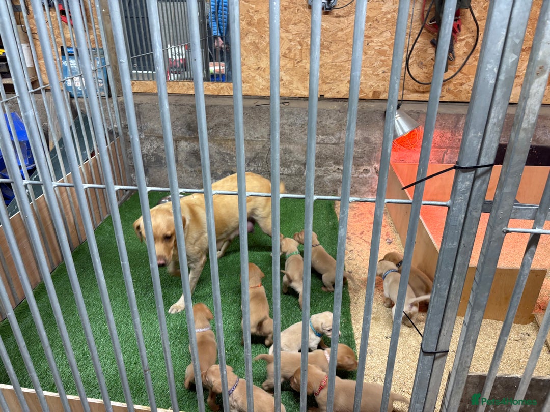 Labrador Retriever dogs for sale: Stunning lab litter  - Image 7