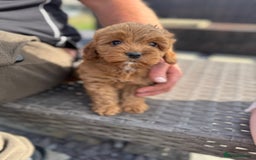 Cockapoo dogs for sale: ⭐️Ready Now, beautiful boys⭐️ Cockapoo puppies - Image 1