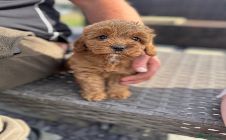 Cockapoo dogs - Advert 15