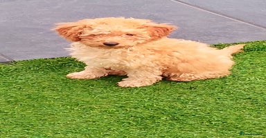 Miniature Poodle dogs - Advert 2