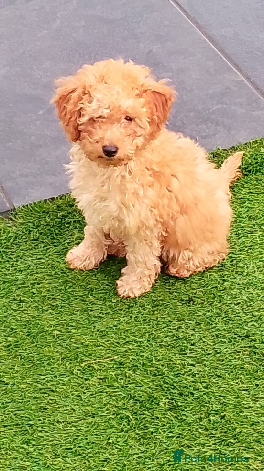 Miniature Poodle dogs for sale: ✨KC Top quality parents health tested pure breed ✨ - Image 2