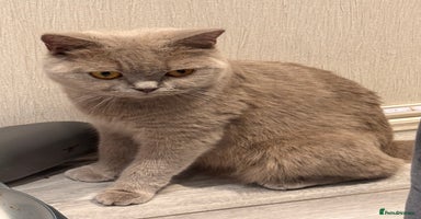 British Shorthair cats - Advert 6