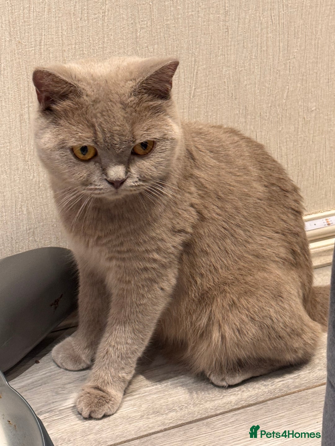 British Shorthair cats for sale: Beautiful Rare Lilac Queen British Shorthair - Image 2