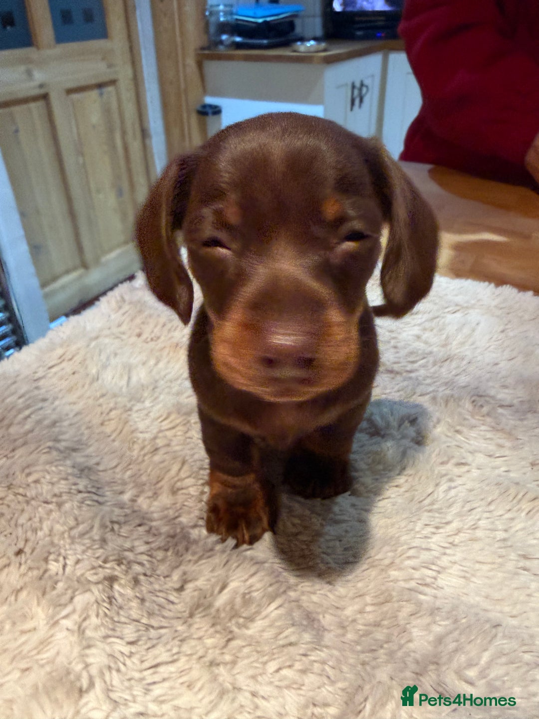 Miniature Dachshund dogs for sale: Miniature Dachshund puppies for sale - Advert 20