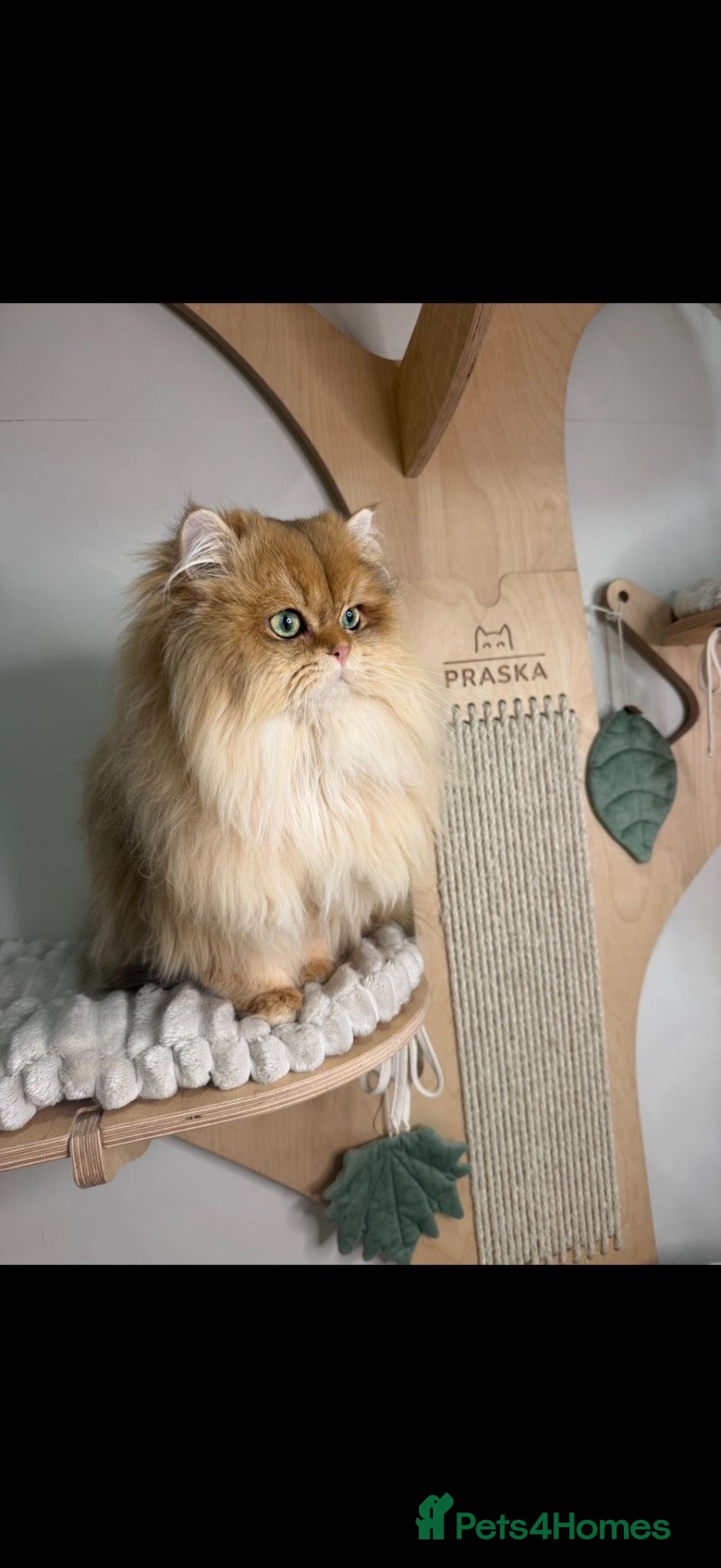British Longhair cats for sale: Waffles Semi Retired Stud Cat 1 year old - Advert 1