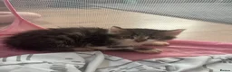 Mixed Breed cats for sale: Beautiful fluffy kittens, ready to leave now - Advert 12