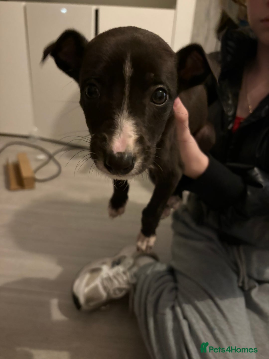 Lurcher dogs for sale: Whippet puppies - Image 2