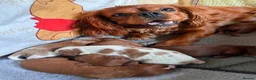 Cavalier King Charles Spaniel dogs for sale: 6 Full Breed King Charles Cavalier Puppies  - Advert 5
