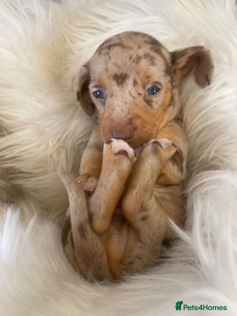 Miniature Dachshund dogs for sale: Beautiful Miniature Dachshund Puppies in Wigan - Advert 4