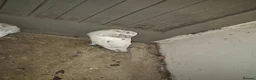 Pigeons birds for sale: 8 pigeons gaditanos for sale in Norwich - Advert 4