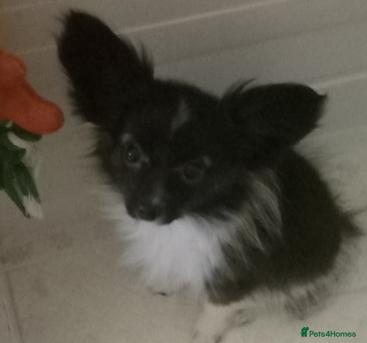 Papillon dogs Gorgeous Female Example of this Beautiful Breed - Advert 8