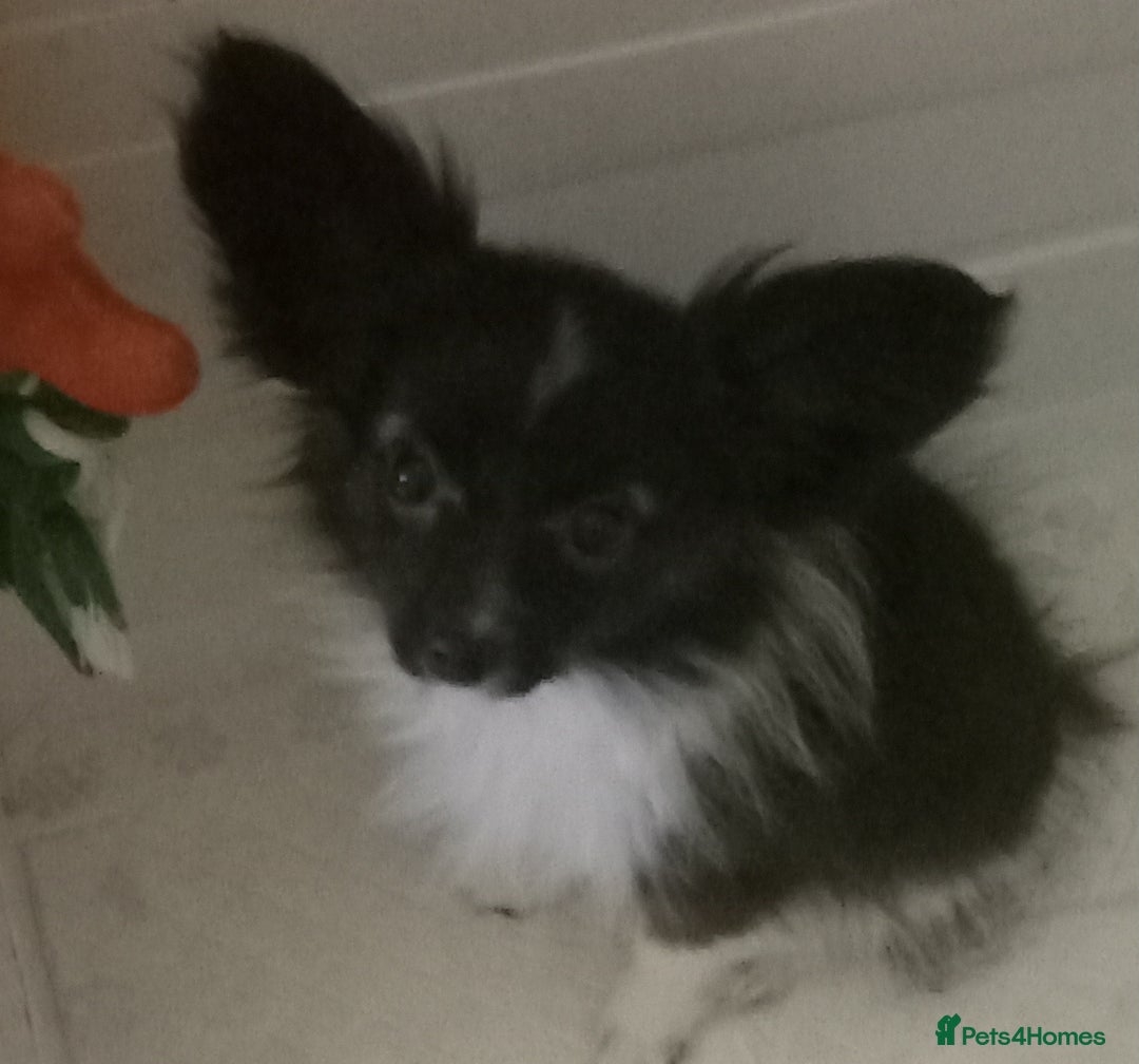 Papillon dogs for sale: Gorgeous Female Example of this Beautiful Breed - Advert 9