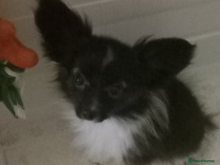 Papillon dogs Gorgeous Female Example of this Beautiful Breed - Advert 8