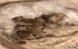 Maltipoo dogs for sale: Extensively DNA tested clear maltipoos - Image 5