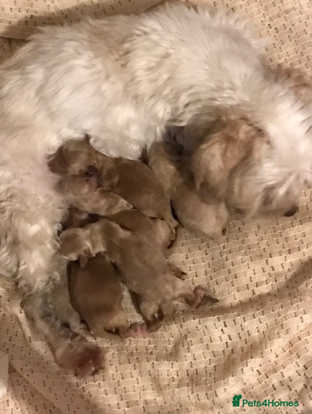 Maltipoo dogs for sale: Extensively DNA tested clear maltipoos - Image 5