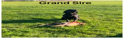 Labrador Retriever dogs for sale: *READY NOW* Stunning KC girls, tested&many FTCH/Ws - Advert 25
