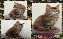 Maine Coon cats for sale: TICA Large Polydactyl Maine Coon Kittens - Image 6
