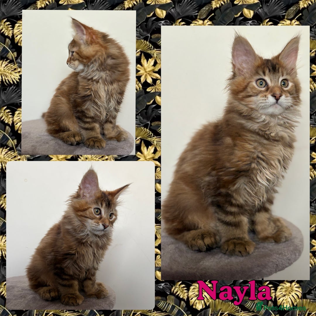 Maine Coon cats for sale: TICA Large Polydactyl Maine Coon Kittens - Image 6