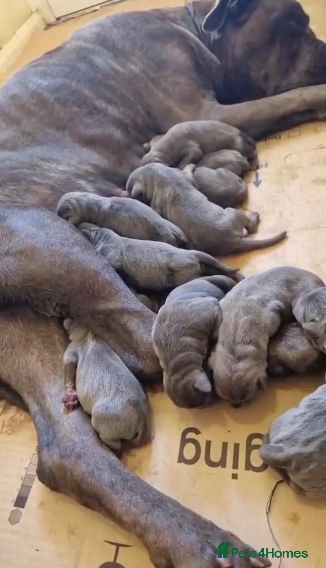 Cane Corso dogs for sale: Purebred Cane Corso Brindle Boy - Advert 3