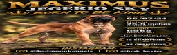 Bullmastiff dogs for stud: BAD MOON KENNELS - Advert 1