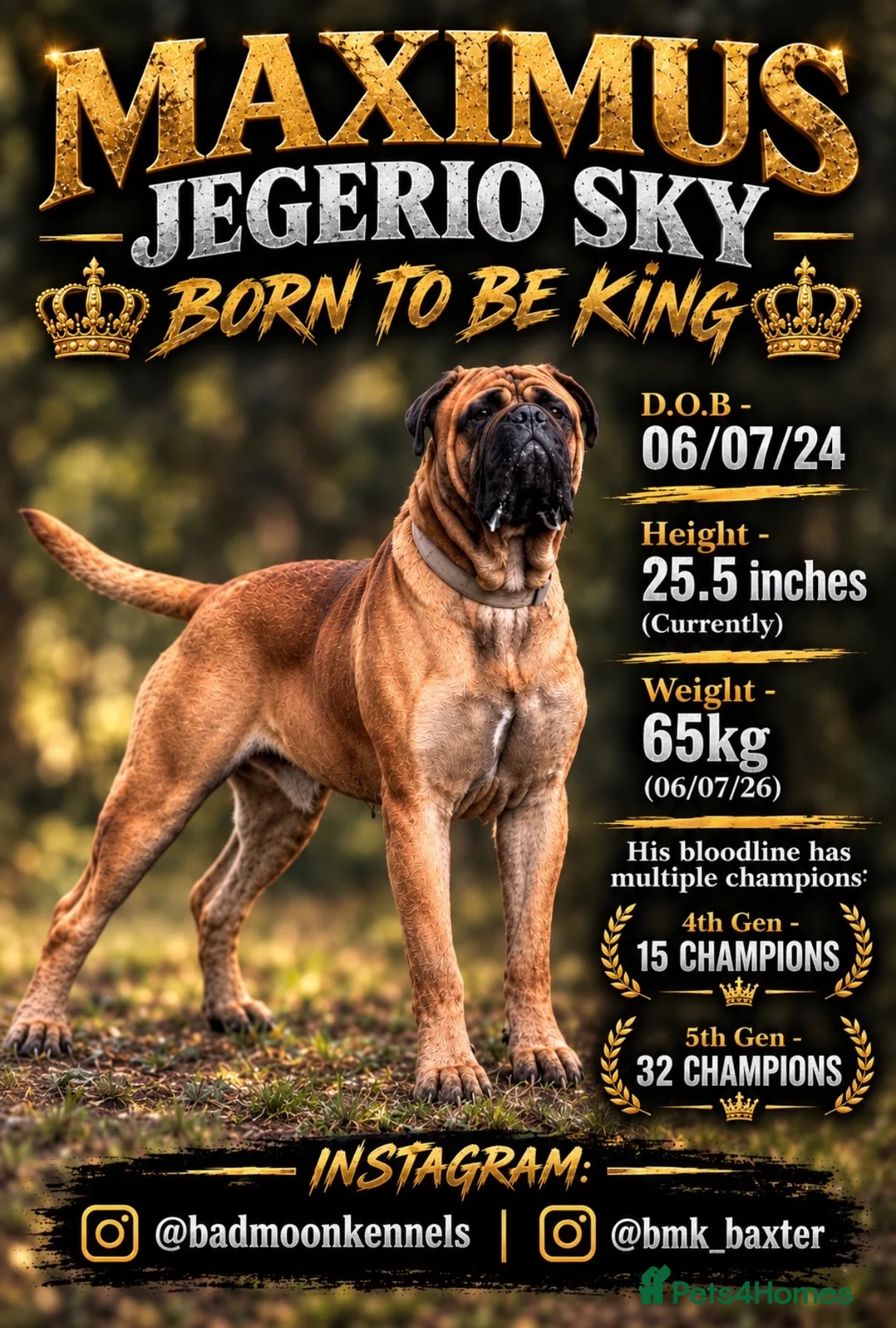 Bullmastiff dogs for stud: BAD MOON KENNELS - Advert 1