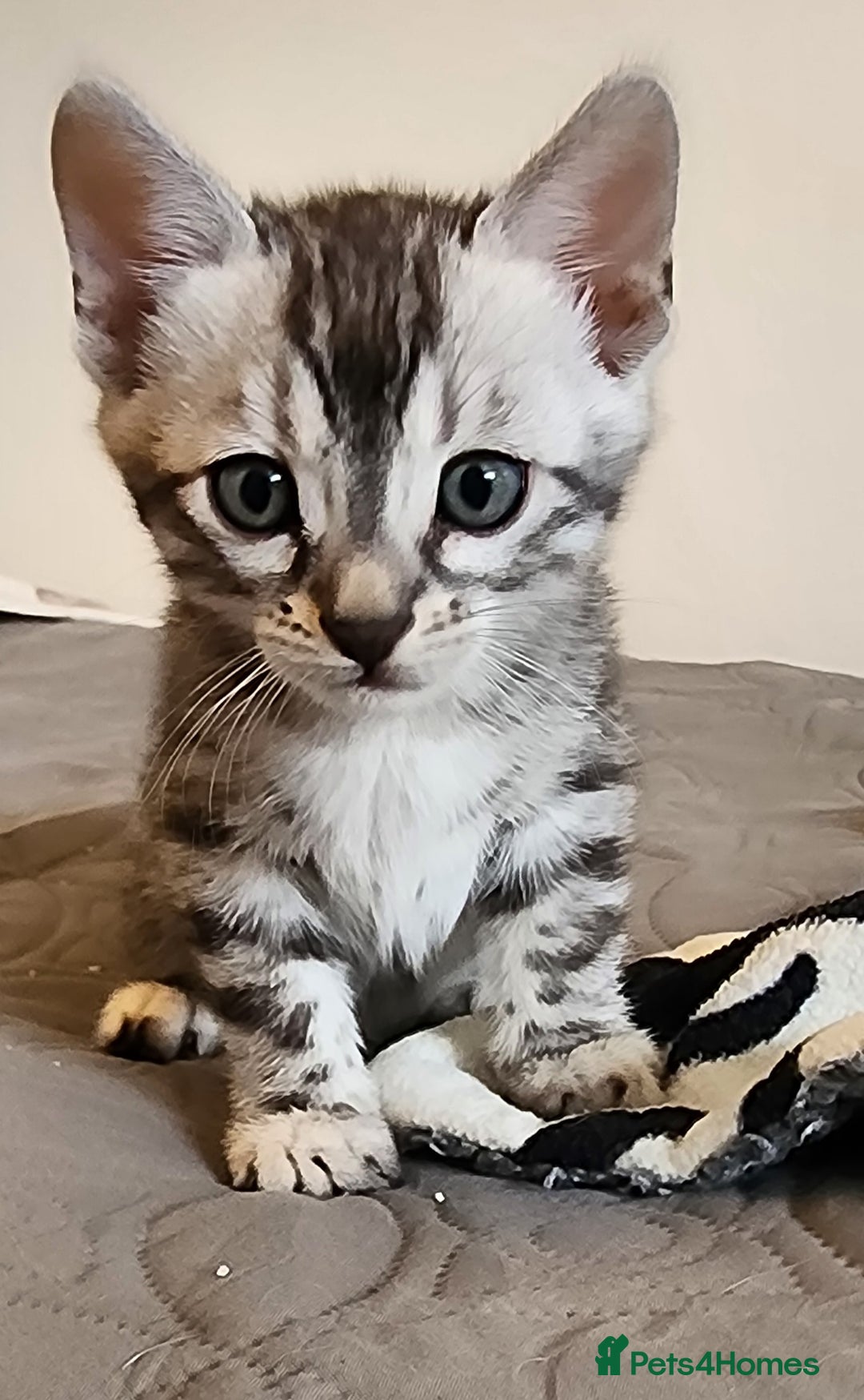 Bengal cats for sale: Beautiful Silver Bengal kittens - Advert 5