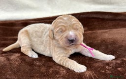 Double Doodle dogs for sale: Stunning Double Doodle Puppies  - Image 9