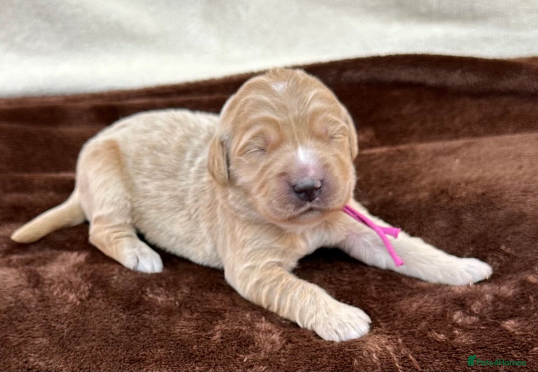 Double Doodle dogs for sale: Stunning Double Doodle Puppies  - Image 9