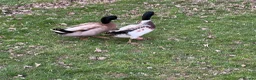 Ducks poultry for sale: Welsh Harlequin & Khaki Campbell Drakes - Advert 8