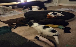 Sproodle dogs for sale: Beautiful litter of F2 Sproodles  - Image 15