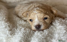 Maltipoo dogs for sale: F1 Maltipoo Boy  - Image 2