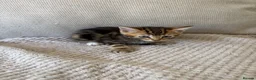 Mixed Breed cats for sale: RAGDOLL X BENGAL MIX  - Advert 2