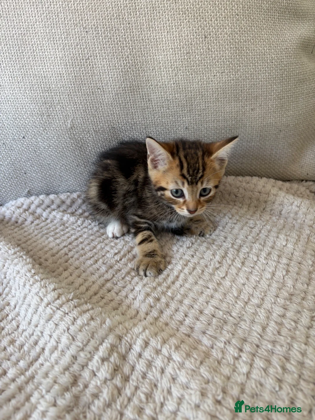 Mixed Breed cats for sale: RAGDOLL X BENGAL MIX  - Advert 2