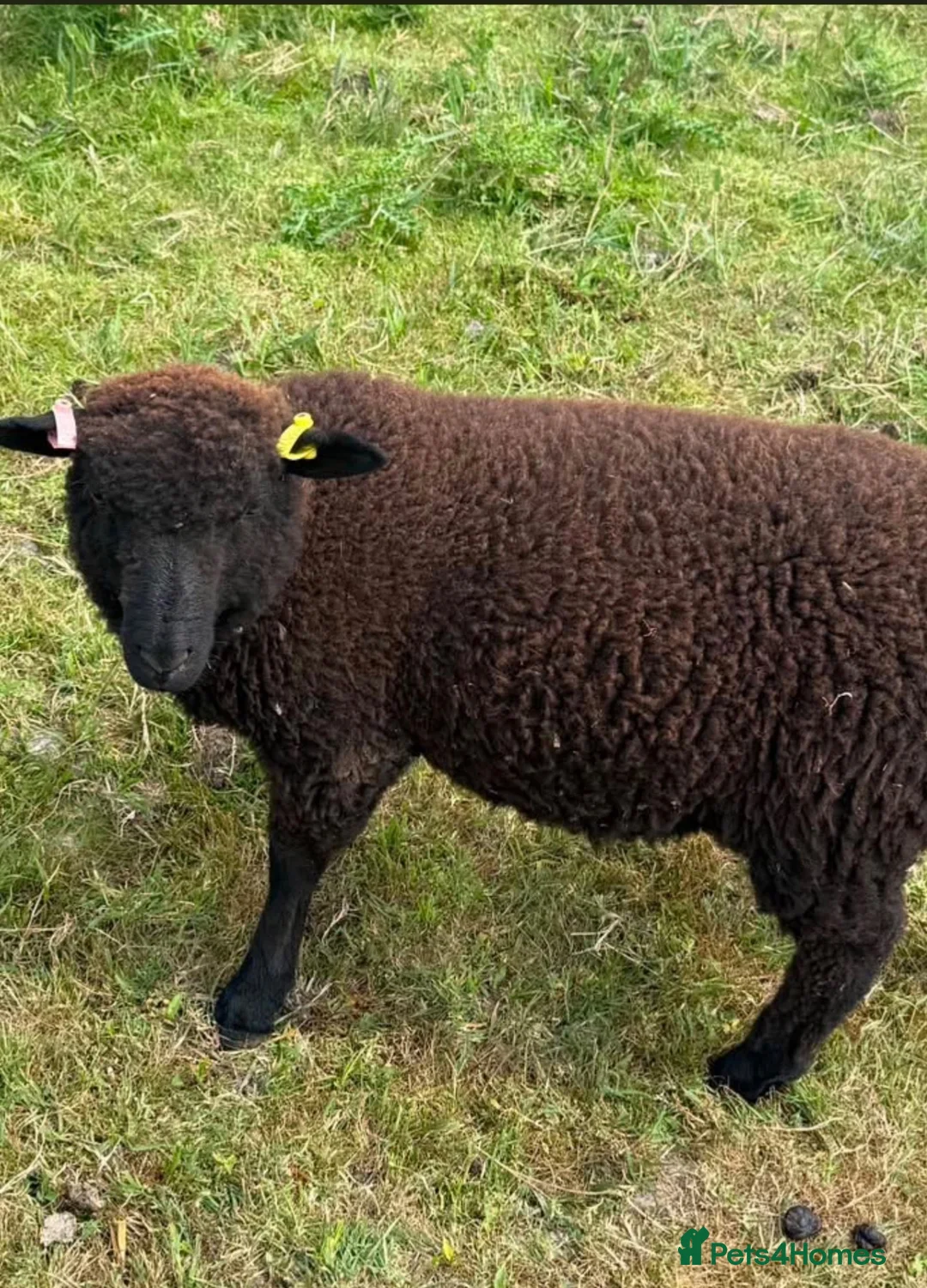 Sheep livestock for sale: Twin wether lambs for sale  in Norwich - Advert 2