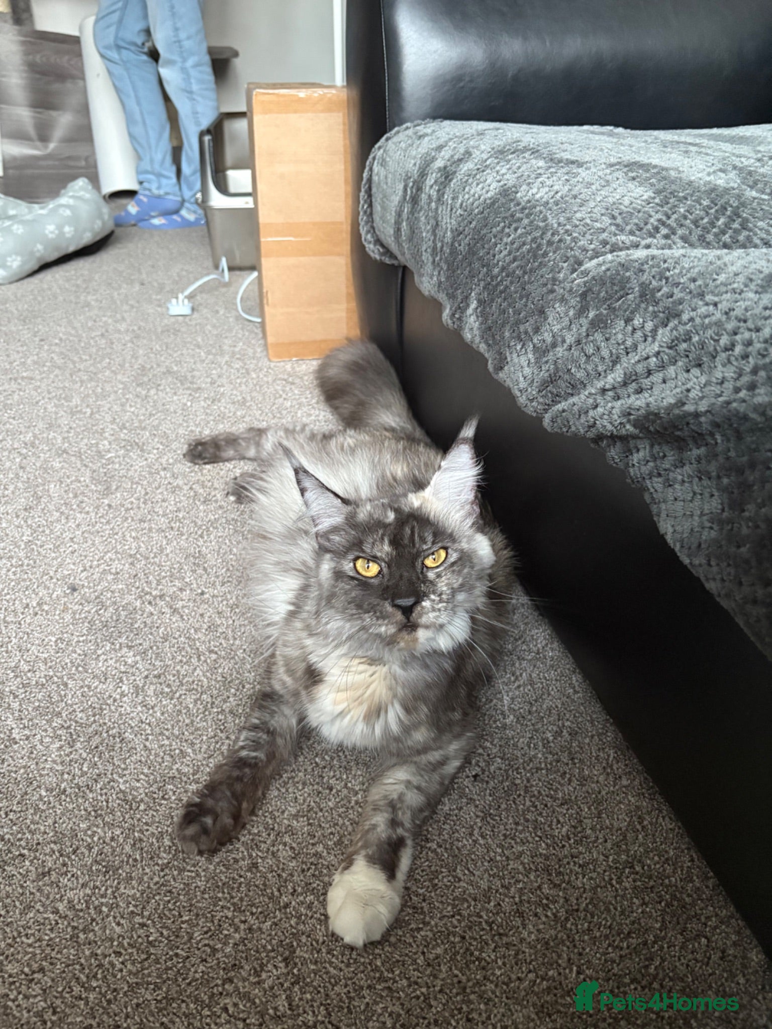 Maine Coon cats Maine coon kittens for sale  - Advert 1