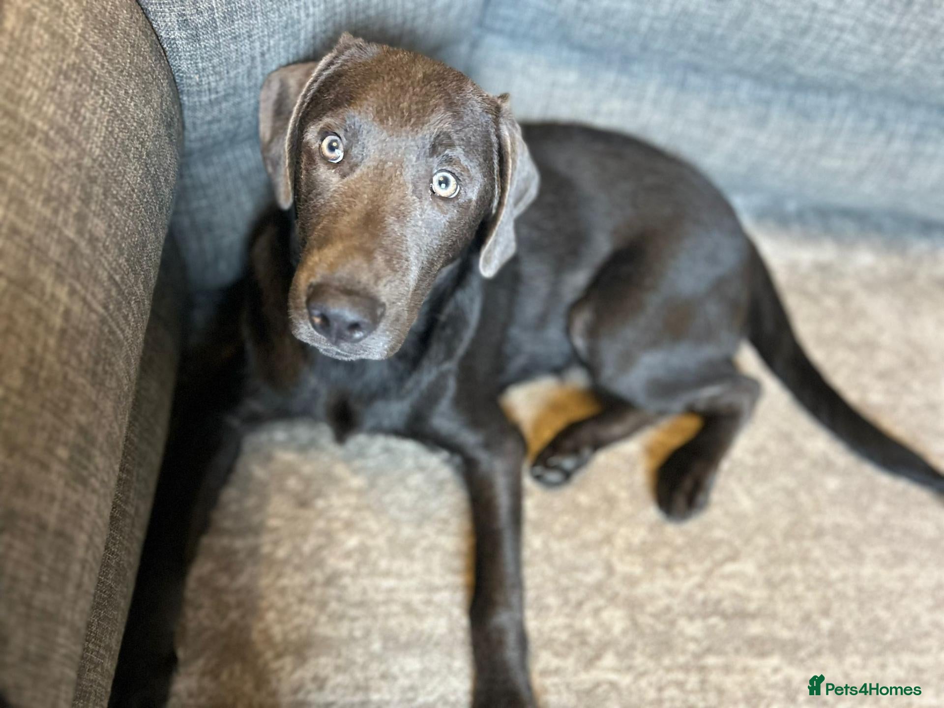 Labrador Retriever dogs for stud: Lunannas achilles - Advert 1