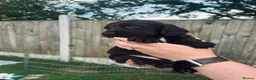 Cocker Spaniel dogs for sale: Stunning Cocker Spaniel puppies  - Advert 18