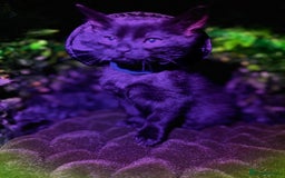 Egyptian Mau cats for sale: Smoke Egyptian MAU x Bengal spotted&marble kittens - Image 33