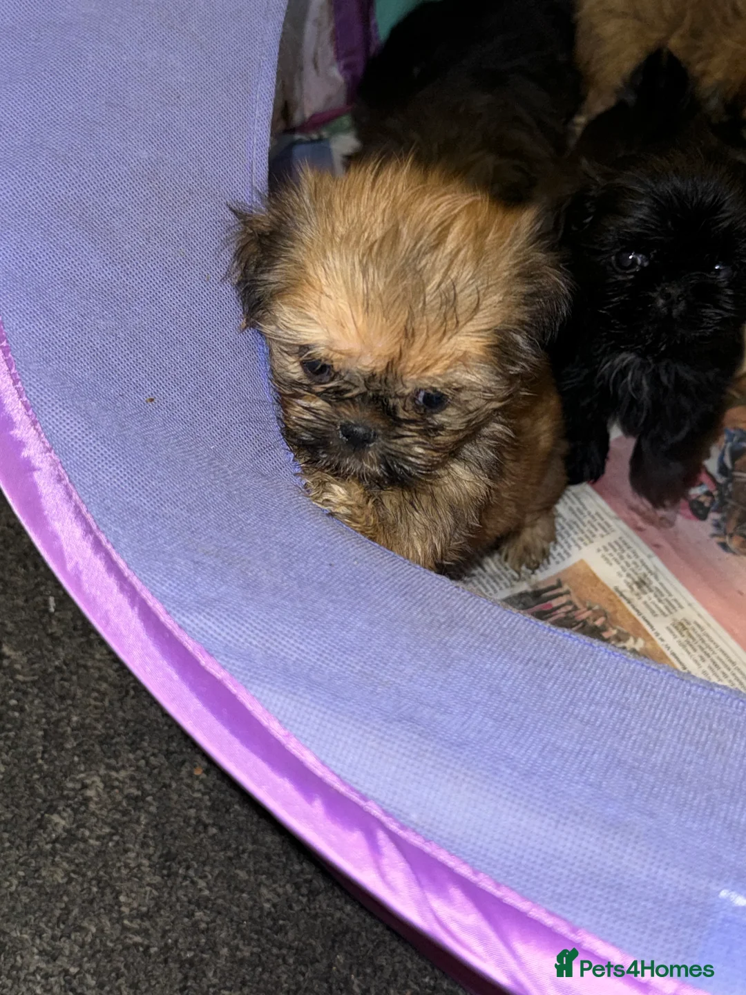Shih Tzu dogs for stud: stunning chocolate stud boy  in Saint Helens - Advert 22