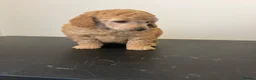 Miniature Poodle dogs for sale: KC registered miniature poodles  - Advert 13