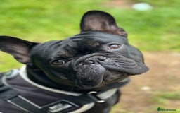 French Bulldog dogs for stud: Amazing black boy for stud - Image 6
