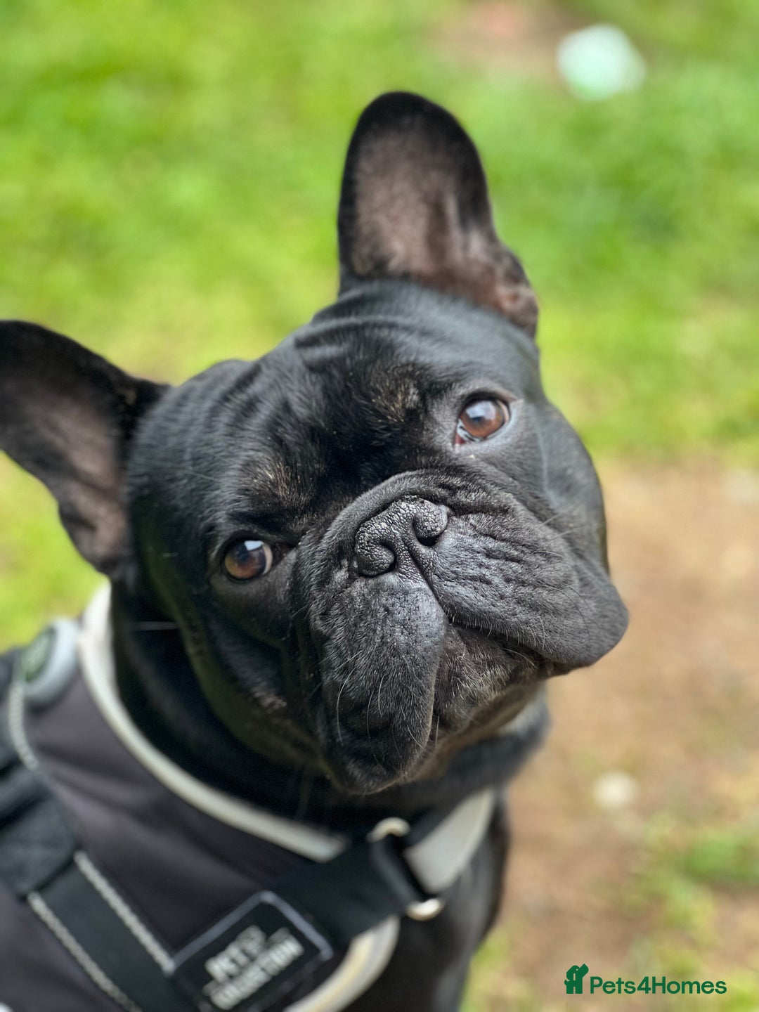 French Bulldog dogs for stud: Amazing black boy for stud - Image 6