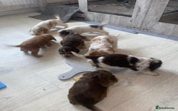 Cocker Spaniel dogs for sale: Show type cocker spaniels  - Image 39