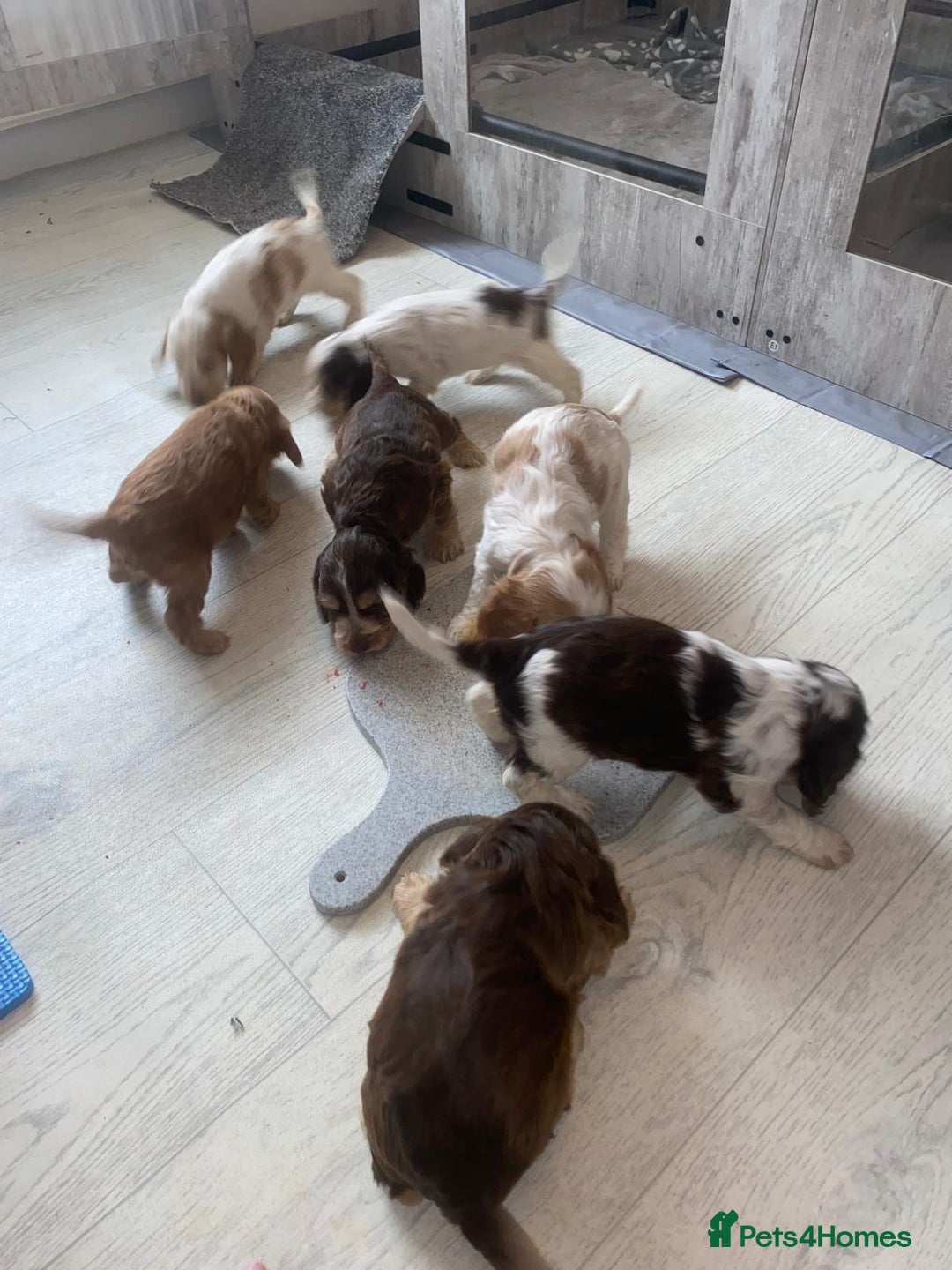 Cocker Spaniel dogs for sale: Show type cocker spaniels  - Image 39