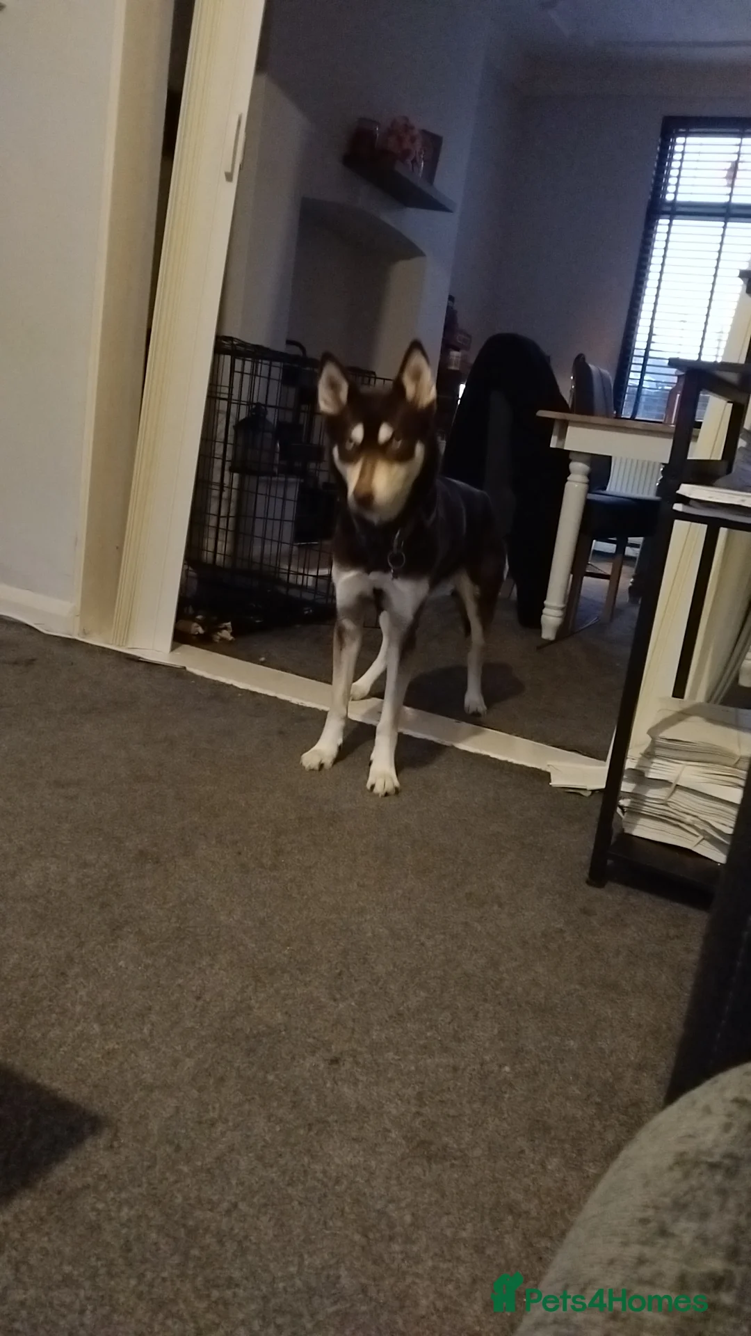 Shepsky dogs for sale: Hallie the shepsky - Advert 4