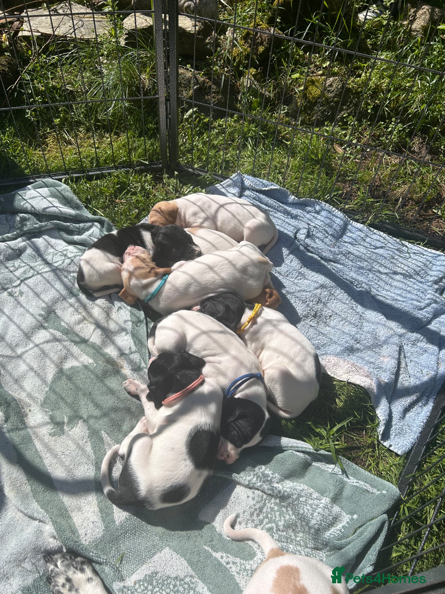 Pointer dogs for sale: KC English Pointer Puppies - Advert 12