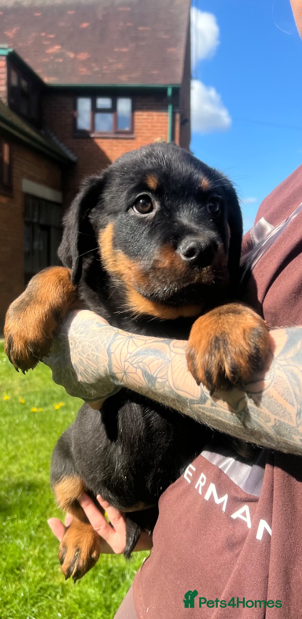 Rottweiler dogs beautiful girl is looking for her forever home 💕 - Advert 5
