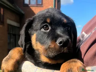 Rottweiler dogs beautiful girl is looking for her forever home 💕 - Advert 5