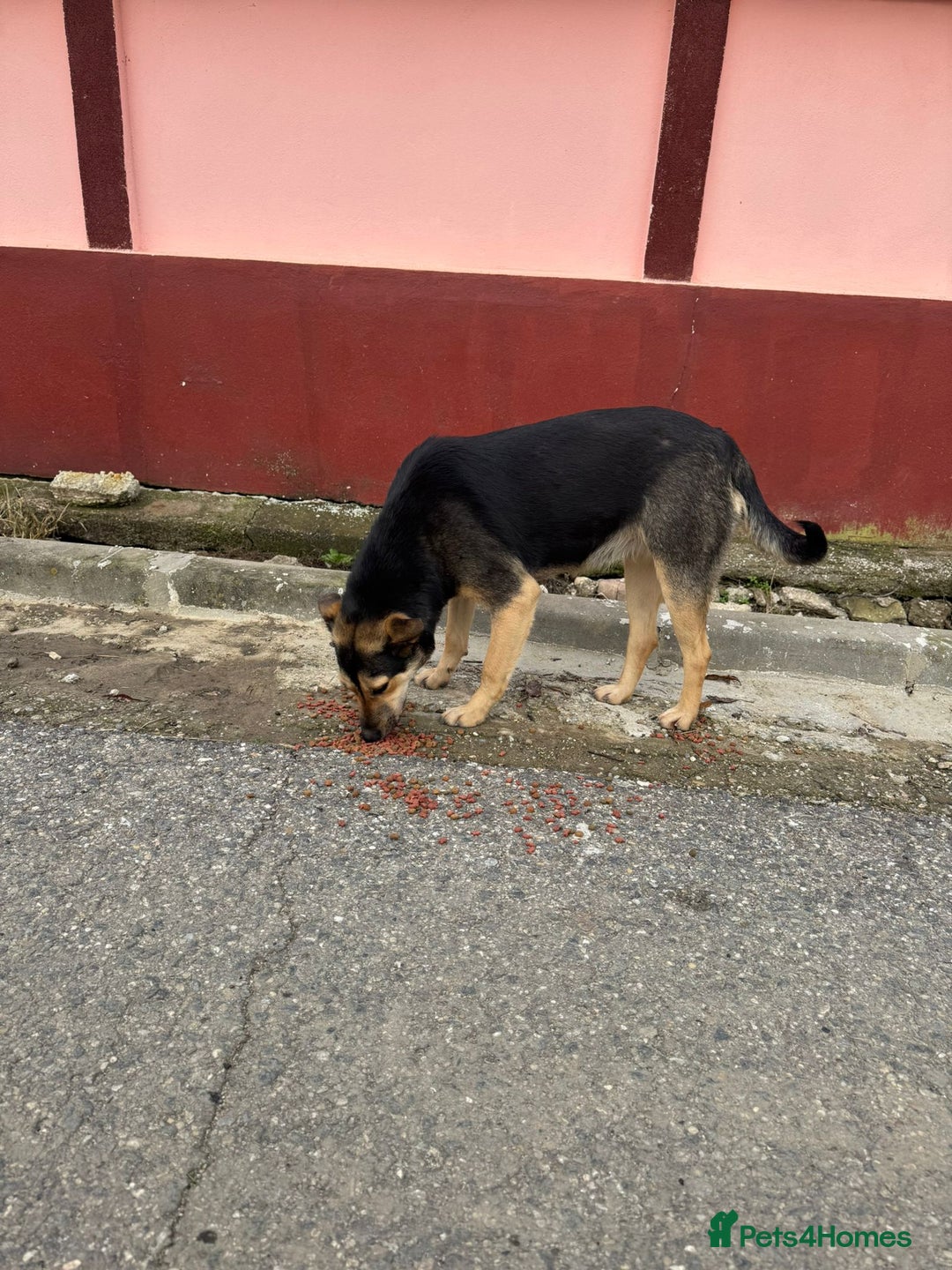 Mixed Breed dogs for adoption: 🐾 Meet LUPA – Your Loyal Shadow in the Making 💛 - Advert 3